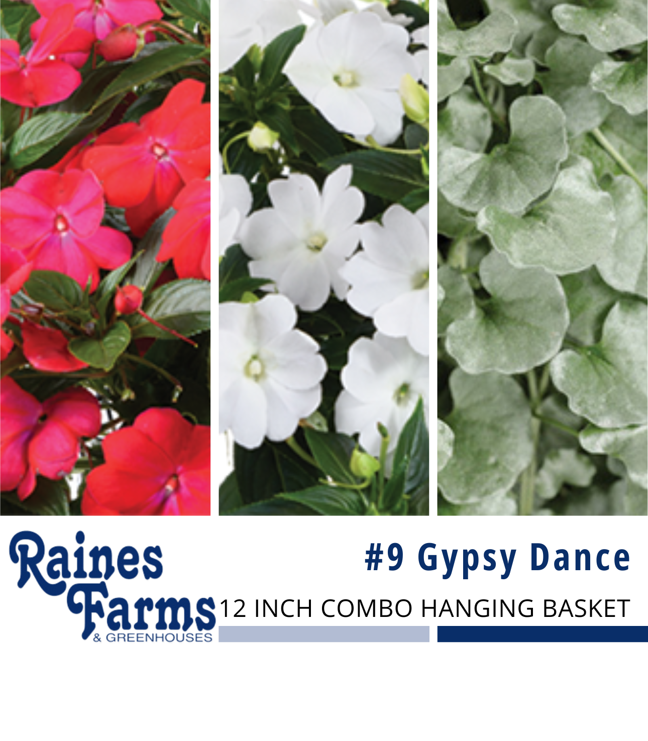 #9: Gypsy Dance 12 Inch Combo Hanging Basket